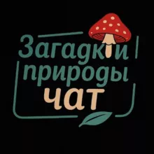 ЗАГАДКИ ПРИРОДЫ / 📩 ЧАТ/ ЕЖОВИК | КОРДИЦЕПС | ЛИСИЧКА | ЧАГА БЕРЕЗОВАЯ
