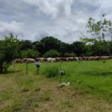 Ganadería Regenerativa y Rentable