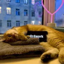 ракун спотифаевич 💳