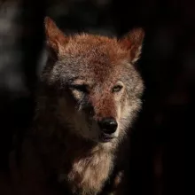 Чертог Волка