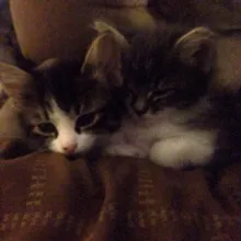 ликорис songs уют