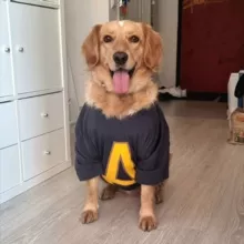 Бенджамин, пёс-актёр