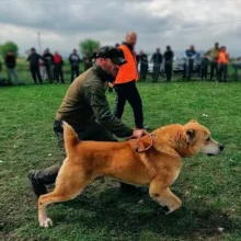 Волкодавы спорт