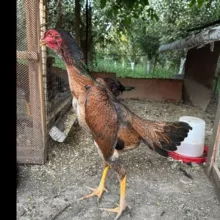 Toshkent Xo'rozlari 2