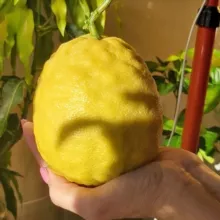 Экзотика! Exotica!