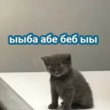 мысли котана