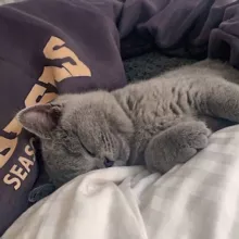 ᴄᴜᴘɪᴅᴏɴ | ᴛʀᴀᴄᴋ