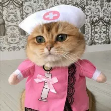 Лапки – хуяпки