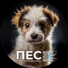 ПЕС | Правильная ездовая собака