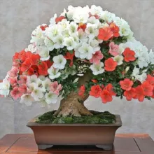 Бонсай клуб