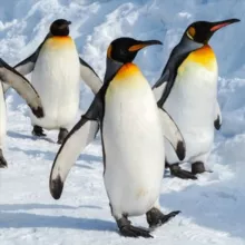 ALT Linux Team