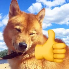 Карельские лайки