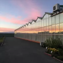 Гардения - цветы оптом Санкт-Петербург.