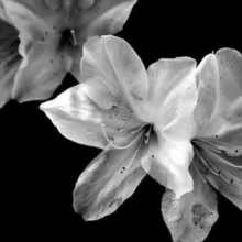 красная нить