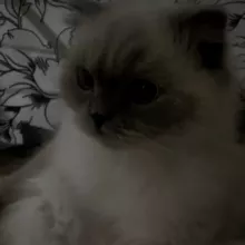 пᴘʏфы 𝓱𝓮𝓷𝓴𝓪𝓵𝓴𝓪