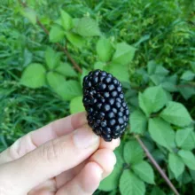 Брянский гектар