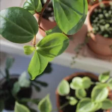 Plants_momster 🪴 О РАСТЕНИЯХ